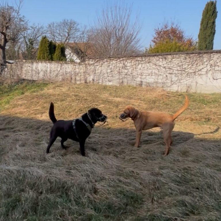Hundecoaching Weinviertel - Gruppentraining